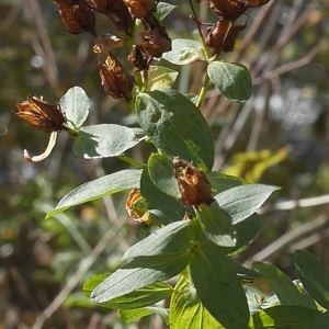 Photographie n°1046668 du taxon Hypericum perforatum L. [1753]