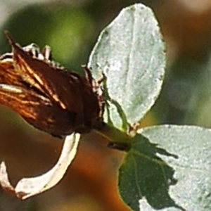 Photographie n°1046669 du taxon Hypericum perforatum L. [1753]