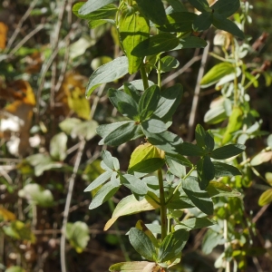 Photographie n°1046670 du taxon Hypericum perforatum L. [1753]