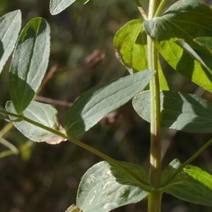 Photographie n°1046671 du taxon Hypericum perforatum L. [1753]