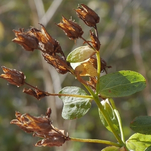 Photographie n°1046672 du taxon Hypericum perforatum L. [1753]