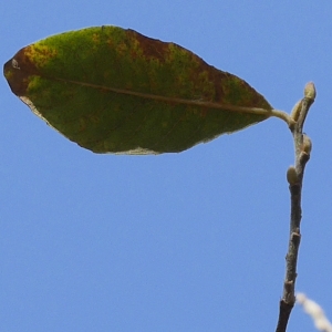 Photographie n°1046718 du taxon Salix L. [1753]