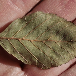 Photographie n°1046719 du taxon Salix L. [1753]