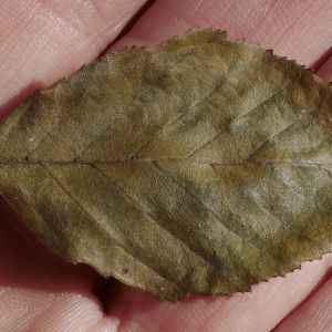 Photographie n°1046721 du taxon Salix L. [1753]
