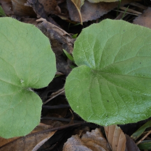 Photographie n°1046725 du taxon Doronicum pardalianches L. [1753]