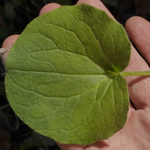 Photographie n°1046727 du taxon Doronicum pardalianches L. [1753]