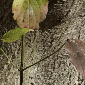 Photographie n°1046784 du taxon Cornus sanguinea L.