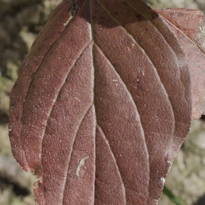 Photographie n°1046785 du taxon Cornus sanguinea L.