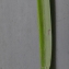  Liliane Roubaudi - Iris foetidissima L. [1753]