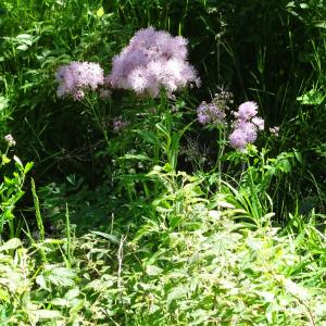 Photographie n°1047533 du taxon Thalictrum aquilegiifolium L. [1753]