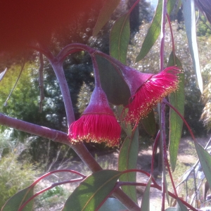 Eucalyptus leucoxylon F.Muell.