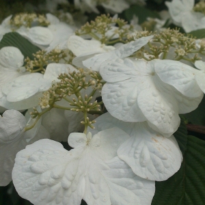 Photographie n°1048140 du taxon Viburnum plicatum Thunb. [1784]