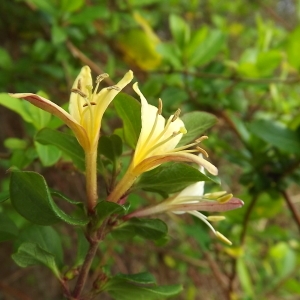 Photographie n°1048426 du taxon Lonicera japonica Thunb. [1784]