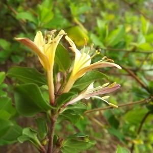 Photographie n°1048428 du taxon Lonicera japonica Thunb. [1784]