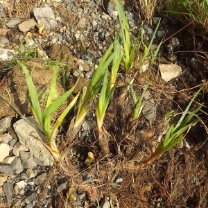 Photographie n°1048435 du taxon Iris pseudacorus L. [1753]