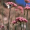  Liliane Roubaudi - Centranthus angustifolius (Mill.) DC. [1805]