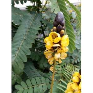 Senna didymobotrya (Fresen.) H.S. Irwin & Barneby