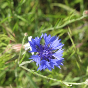 Photographie n°1049327 du taxon Centaurea cyanus L. [1753]