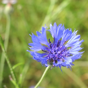 Photographie n°1049330 du taxon Centaurea cyanus L. [1753]