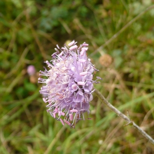 Photographie n°1049352 du taxon Succisa pratensis Moench [1794]