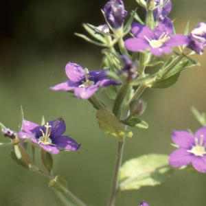 Photographie n°1049381 du taxon Legousia speculum-veneris (L.) Chaix [1785]