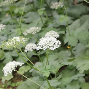 Photographie n°1049605 du taxon Heracleum alpinum L. [1753]