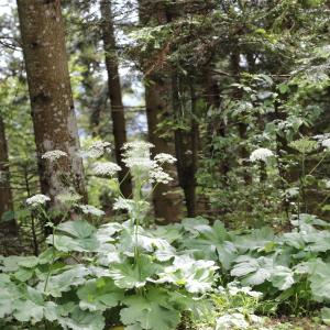  - Heracleum alpinum L. [1753]