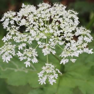  - Heracleum alpinum L. [1753]