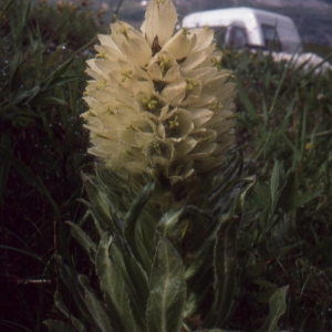 Photographie n°1049732 du taxon Campanula thyrsoides L. [1753]