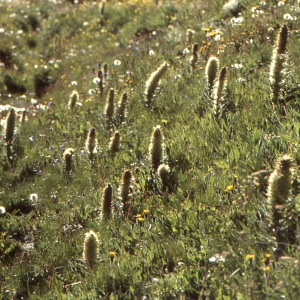 Photographie n°1049734 du taxon Campanula thyrsoides L. [1753]