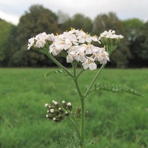 Photographie n°1049839 du taxon Achillea millefolium subsp. millefolium 