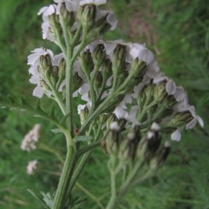 Photographie n°1049840 du taxon Achillea millefolium subsp. millefolium 