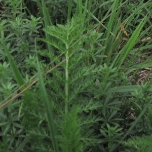 Photographie n°1049842 du taxon Achillea millefolium subsp. millefolium 