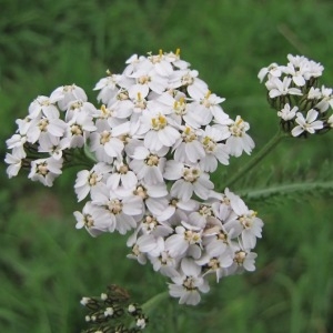 Photographie n°1049843 du taxon Achillea millefolium subsp. millefolium 