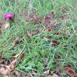 Photographie n°1049900 du taxon Dianthus carthusianorum subsp. carthusianorum 