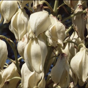 Photographie n°1050265 du taxon Yucca gloriosa L. [1753]