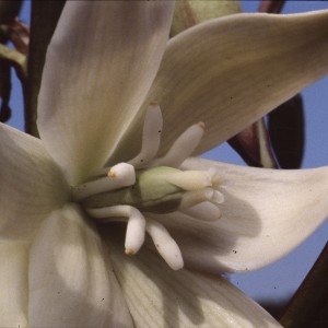 Photographie n°1050266 du taxon Yucca gloriosa L. [1753]