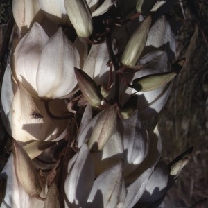 Photographie n°1050267 du taxon Yucca gloriosa L. [1753]