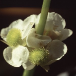 Photographie n°1050282 du taxon Sagittaria sagittifolia L. [1753]