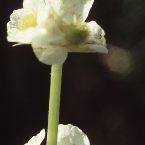 Photographie n°1050283 du taxon Sagittaria sagittifolia L. [1753]