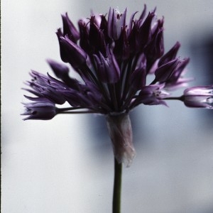 Photographie n°1050287 du taxon Allium acutiflorum Loisel. [1809]