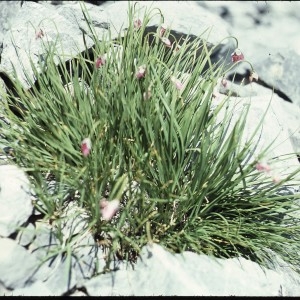 Photographie n°1050304 du taxon Allium narcissiflorum Vill. [1779]