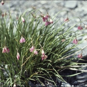 Photographie n°1050305 du taxon Allium narcissiflorum Vill. [1779]