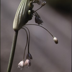 Photographie n°1050316 du taxon Allium paniculatum L. [1759]