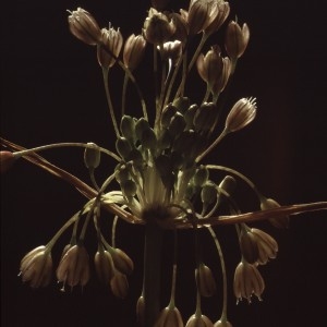 Photographie n°1050317 du taxon Allium paniculatum L. [1759]