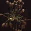  Liliane Roubaudi - Allium paniculatum L. [1759]