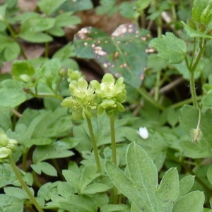 Photographie n°1050574 du taxon Adoxa moschatellina L. [1753]
