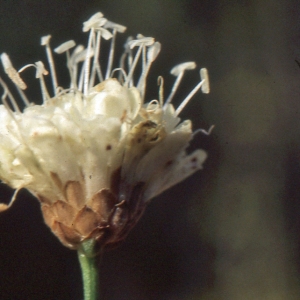 Photographie n°1050837 du taxon Cephalaria leucantha (L.) Schrad. ex Roem. & Schult. [1818]