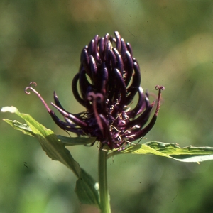 Photographie n°1050839 du taxon Phyteuma ovatum Honck. [1782]