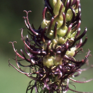 Photographie n°1050844 du taxon Phyteuma ovatum Honck. [1782]